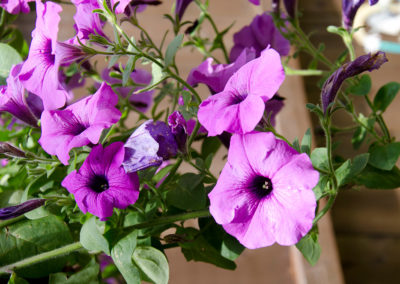 Purple flowers in a pot on a wooden table.